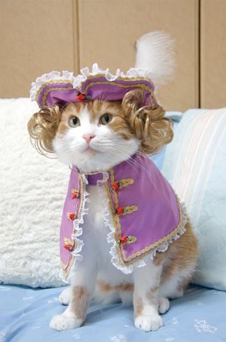 How to Find a Halloween Costume for Your Cat