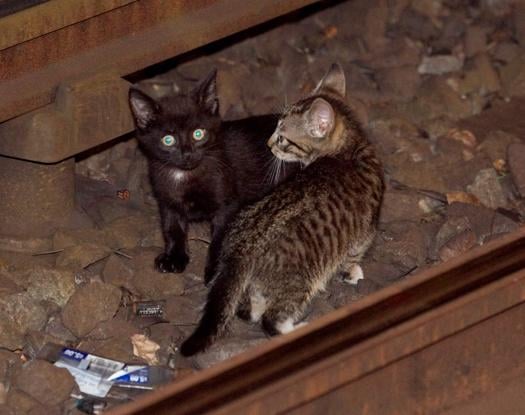Subway Services Shut Down for 2 Hrs After Kittens Wander on Tracks Subway Services Shut Down for 2 Hrs After Kittens Wander on Tracks