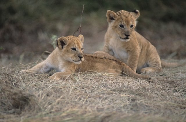 Two lion cubs, (Panthera leo), looking for mother, Kenya