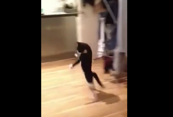 Check Out Mr Bouncy Cat The Cat That Hops On Two Legs