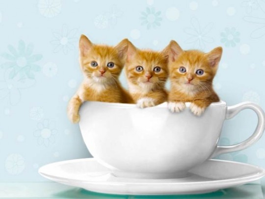 Cute Kitty in a Teacup is One Reason to Get up in the Morning!-Kittentoob