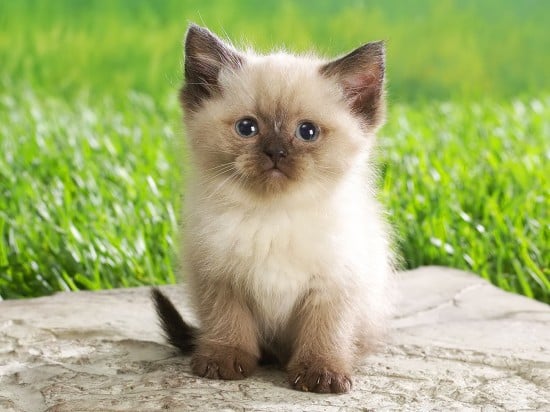 The 50 Cutest Kitten Pictures Of All Time