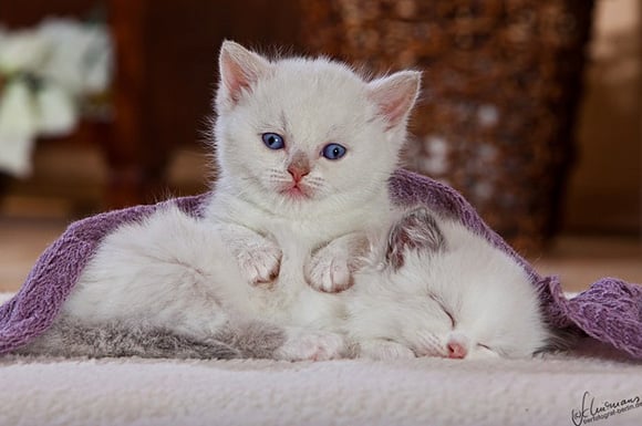 The 50 Cutest Kitten Pictures of All-Time