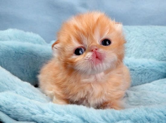 The 50 Cutest Kitten Pictures Of All Time