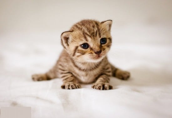 The 50 Cutest Kitten Pictures of All-Time