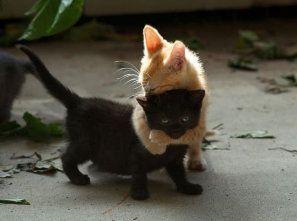 20 Adorable Pictures Of Kittens Hugging Each Other