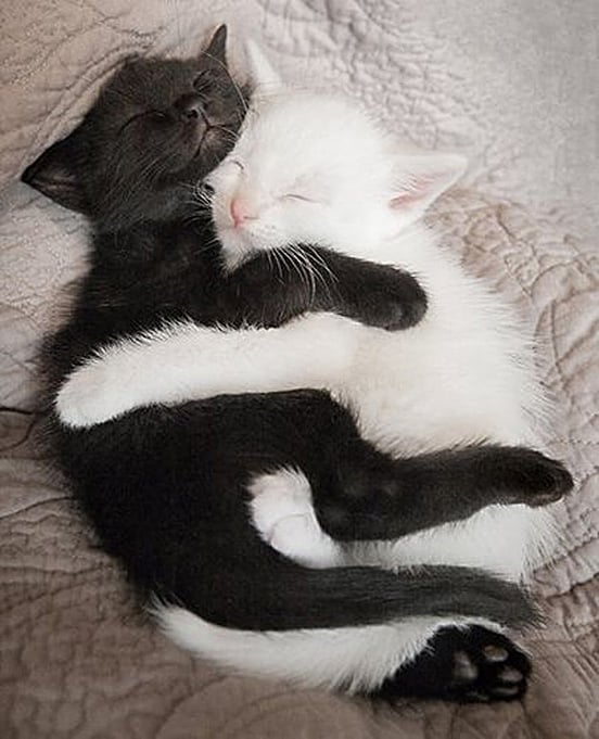 20 Adorable Pictures Of Kittens Hugging Each Other 