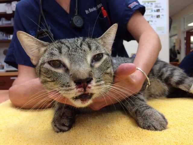 Cat Survives A Four Story Fall From Manhattan Apartment