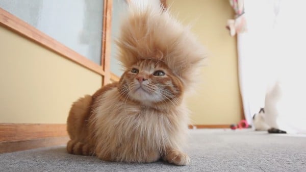 20 Cats With Hilarious Hair Styles