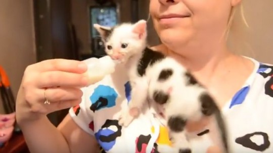 Adorable Kitten with Cow Markings Wants That Bottle Badly!