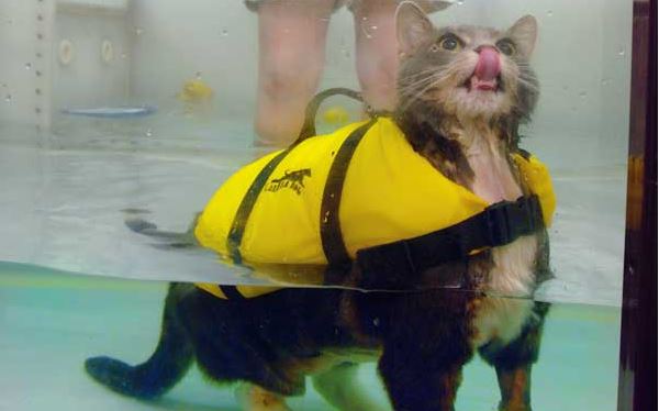 cat water therapy