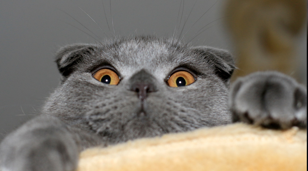 10 Things You Didn't Know about the Scottish Fold