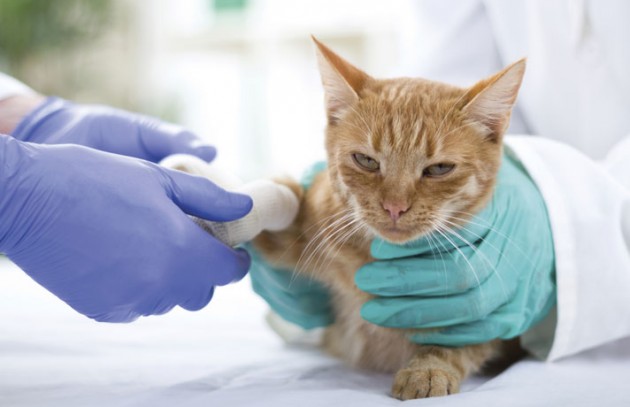 10 Interesting Facts About Your Cat's Bladder - Overactive Bladder In Senior Cats