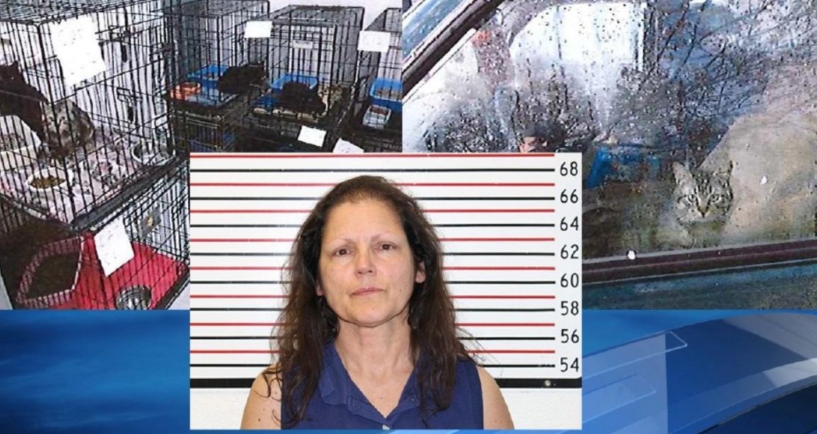 Woman Wanted for Animal Cruelty Caught with 42 Cats in Her Car