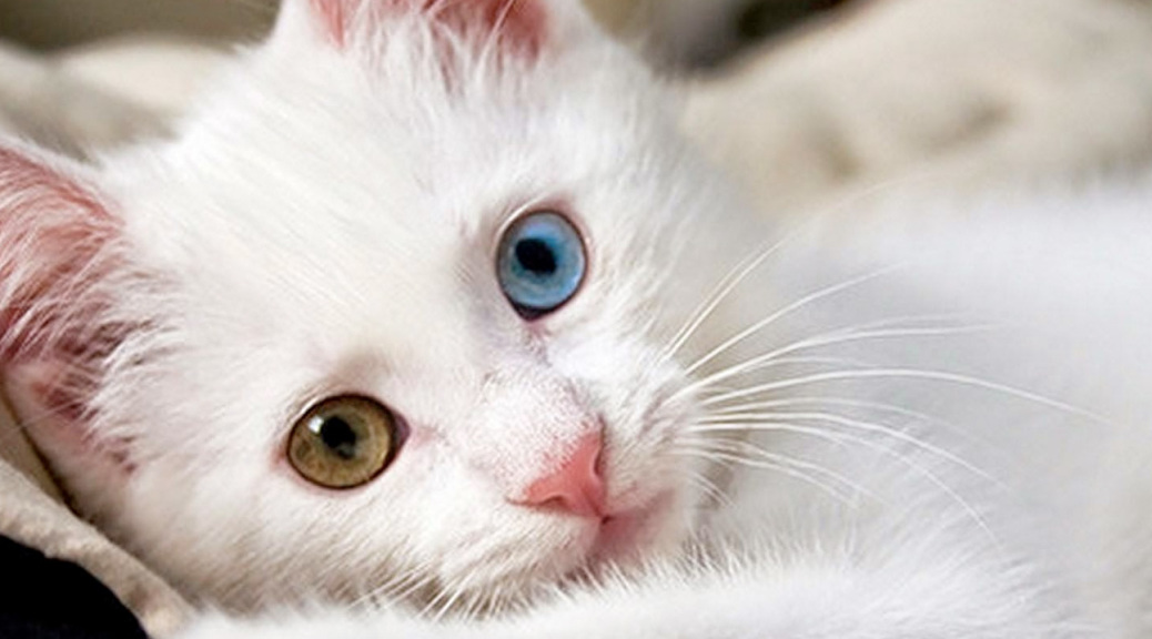 20 of The Most Bizarre Cat Breeds