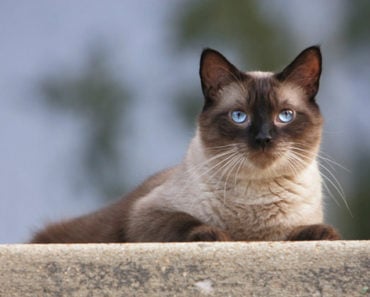 The Top 20 Siamese Cat Videos of All-Time The Top 20 Siamese Cat Videos of All-Time