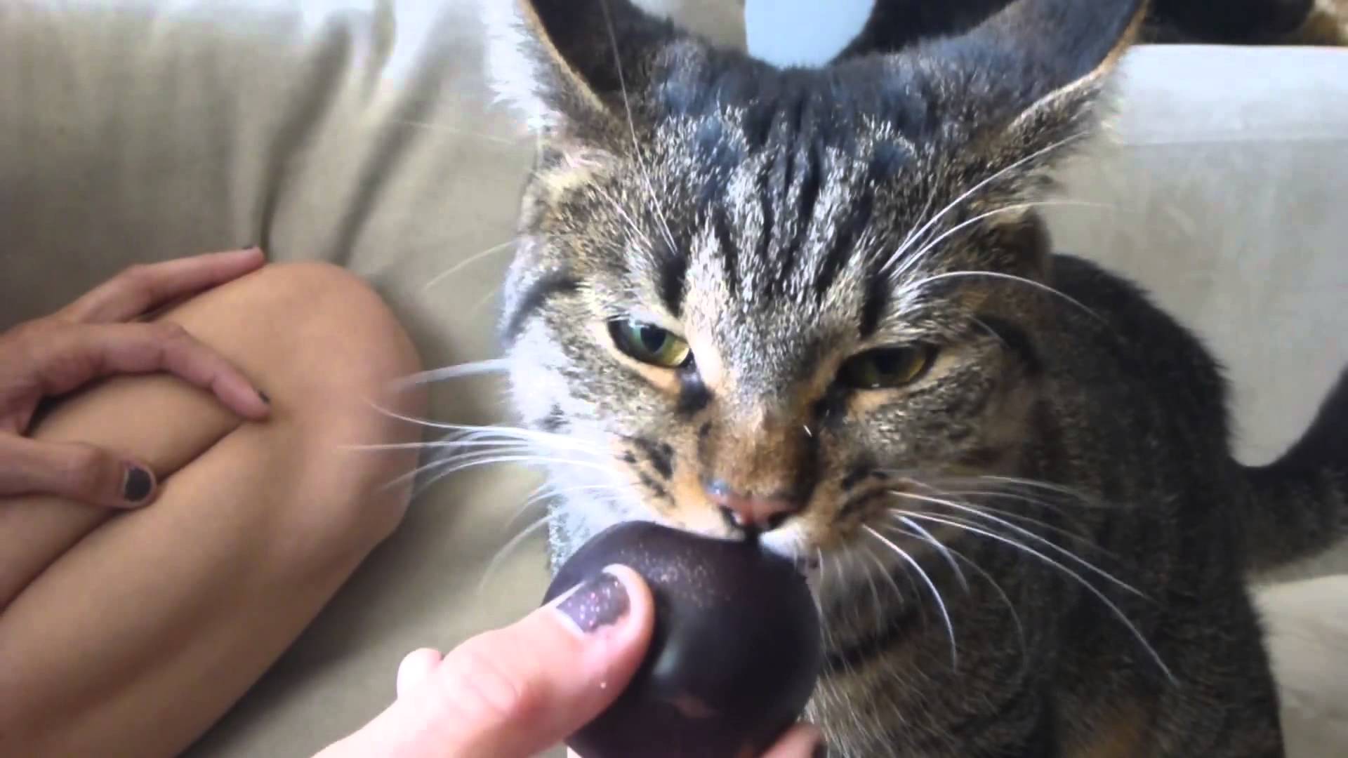 Why You Should Consider Meal Feeding For Your Cat