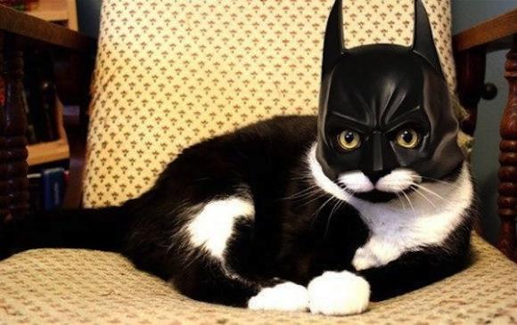 Five Tips to Keep Your Cats Safe on Halloween