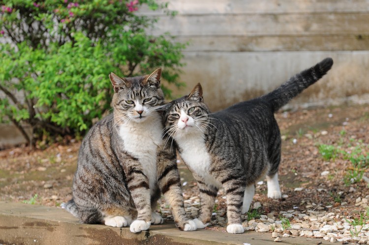 20 Things Only Tabby at Owners Understand