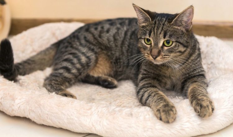What Is A Mackerel Tabby Cat Five Things You Didn t Know What Is A Mackerel Tabby Cat Five Things You Didn t Know
