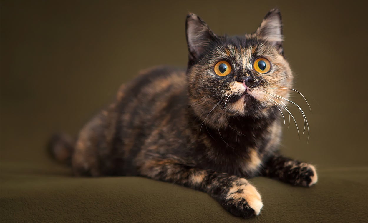 20 Things You Didn't Know about Tortoiseshell Cats