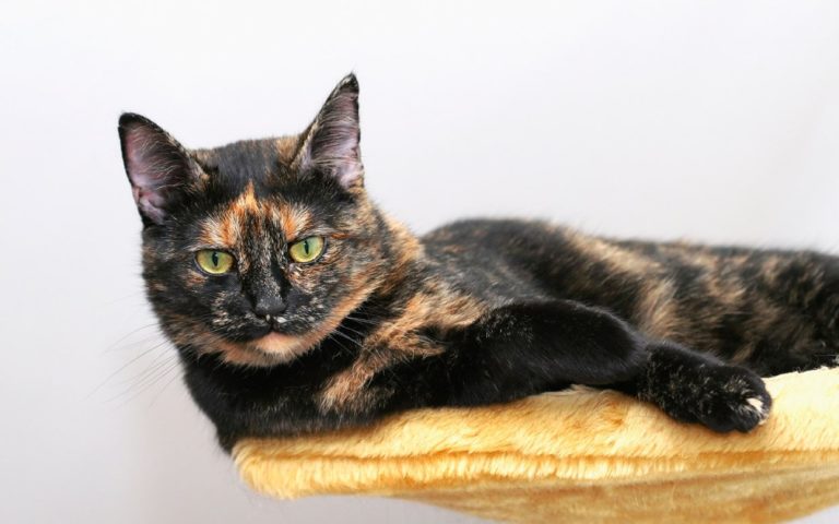 20 Things You Didn't Know about Tortoiseshell Cats