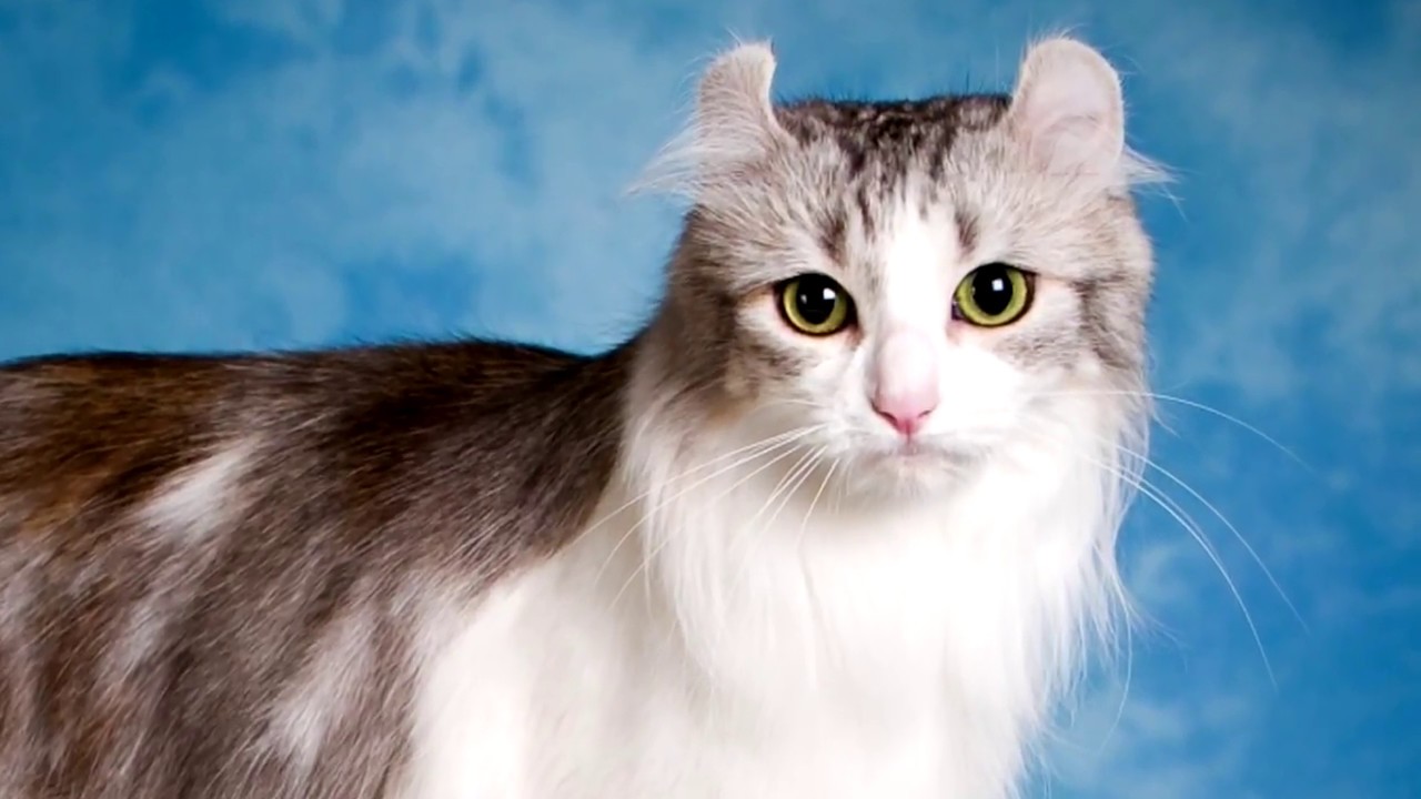 10 Baka Kucing Yang Paling Mahal di Dunia
