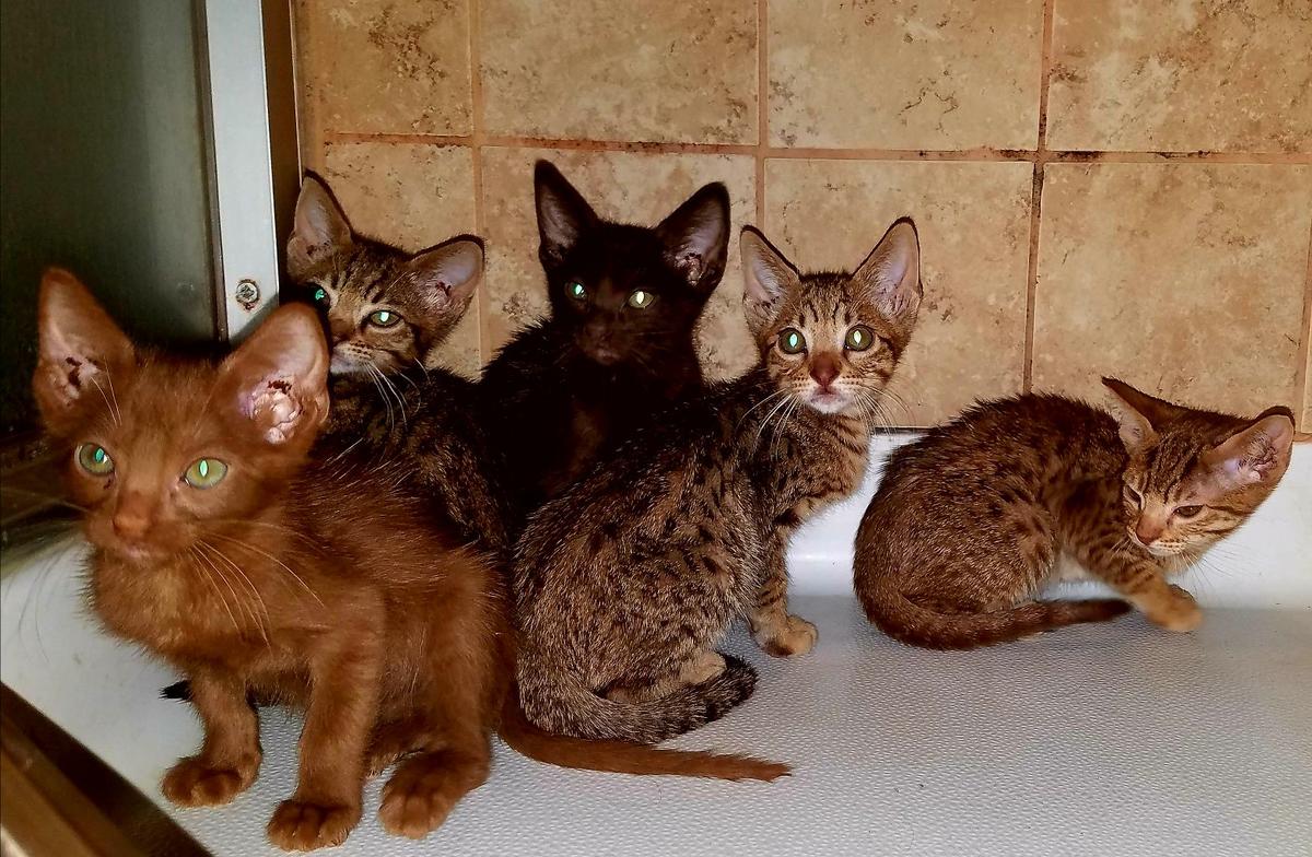 20 Fun Facts You Didn't Know About the Ocicat