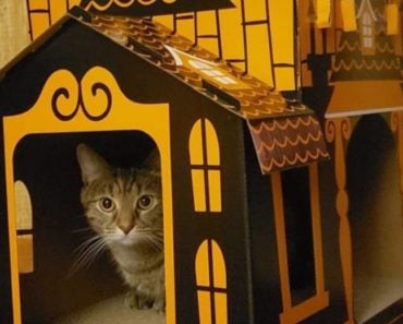 Haunted Cat House