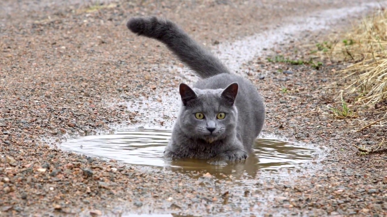 Cat Feared Dead in 2018 California Mudslide is Found Alive