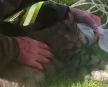 Firefighter Uses CPR to Resuscitate Cat after Major Garage Fire Firefighter Uses CPR to Resuscitate Cat after Major Garage Fire