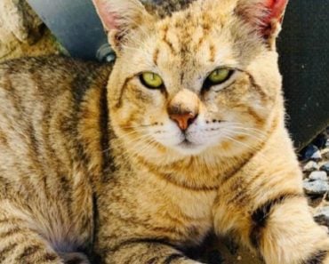 What Should You Do If Your Cat Eats a Cicada? What Should You Do If Your Cat Eats a Cicada?