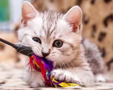 The Five Best Motorized Cat Toys Money Can Buy The Five Best Motorized Cat Toys Money Can Buy