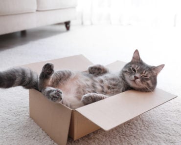 Experts Reveal the Five Different Personality Types For Your Cat Experts Reveal the Five Different Personality Types For Your Cat