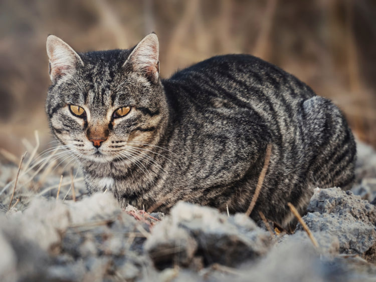 Can Cats Hear Better Than Dogs 