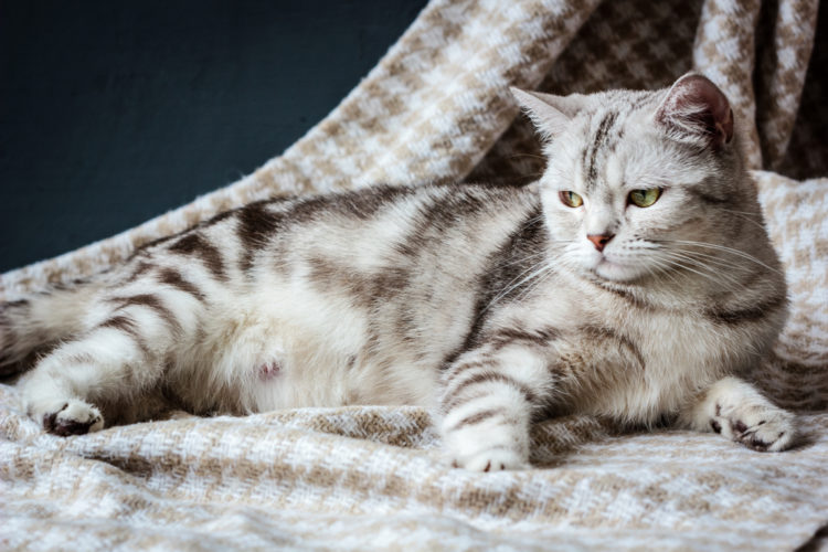 How Long Is A Cat S Gestation Period