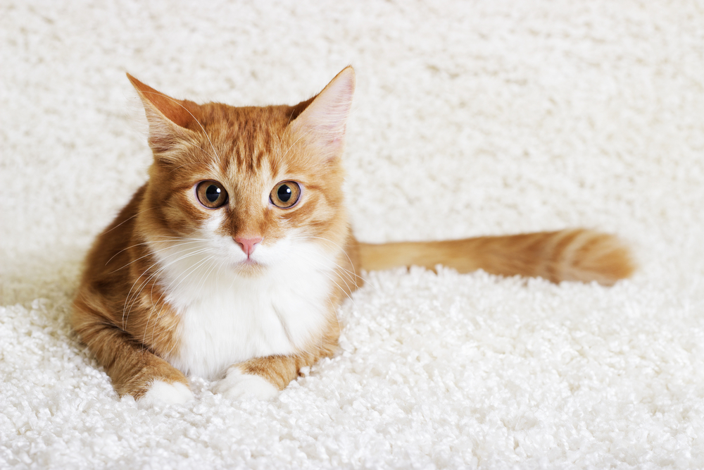 how-many-japanese-cat-breeds-are-there