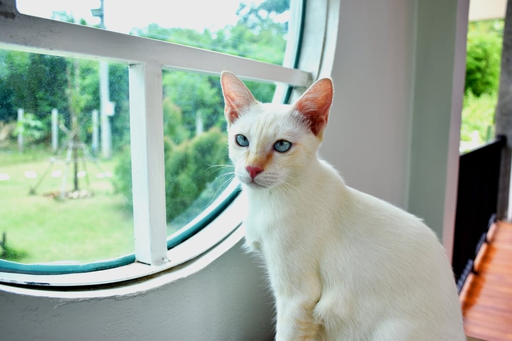 how-many-types-of-siamese-cats-are-there