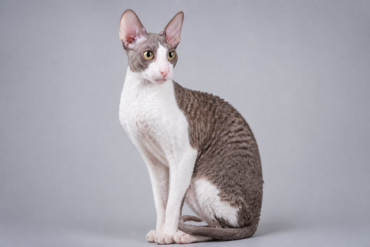 A Cornish Rex cat with large ears and curly fur sitting and looking to the side.