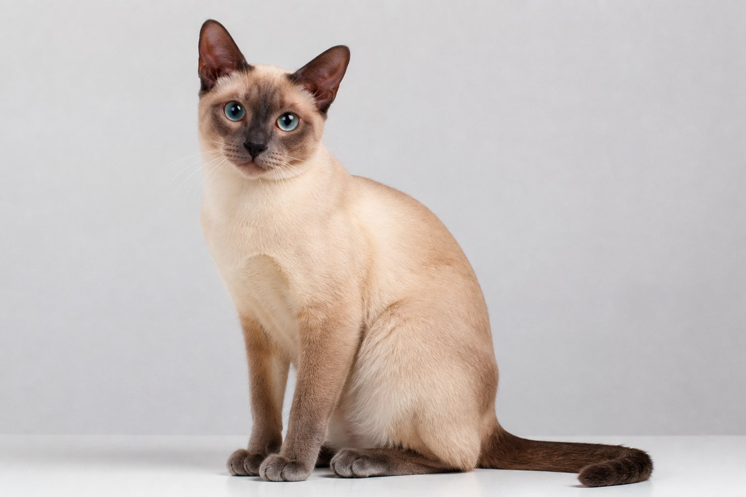 A Tonkinese cat with blue-green eyes sitting calmly on a neutral background.