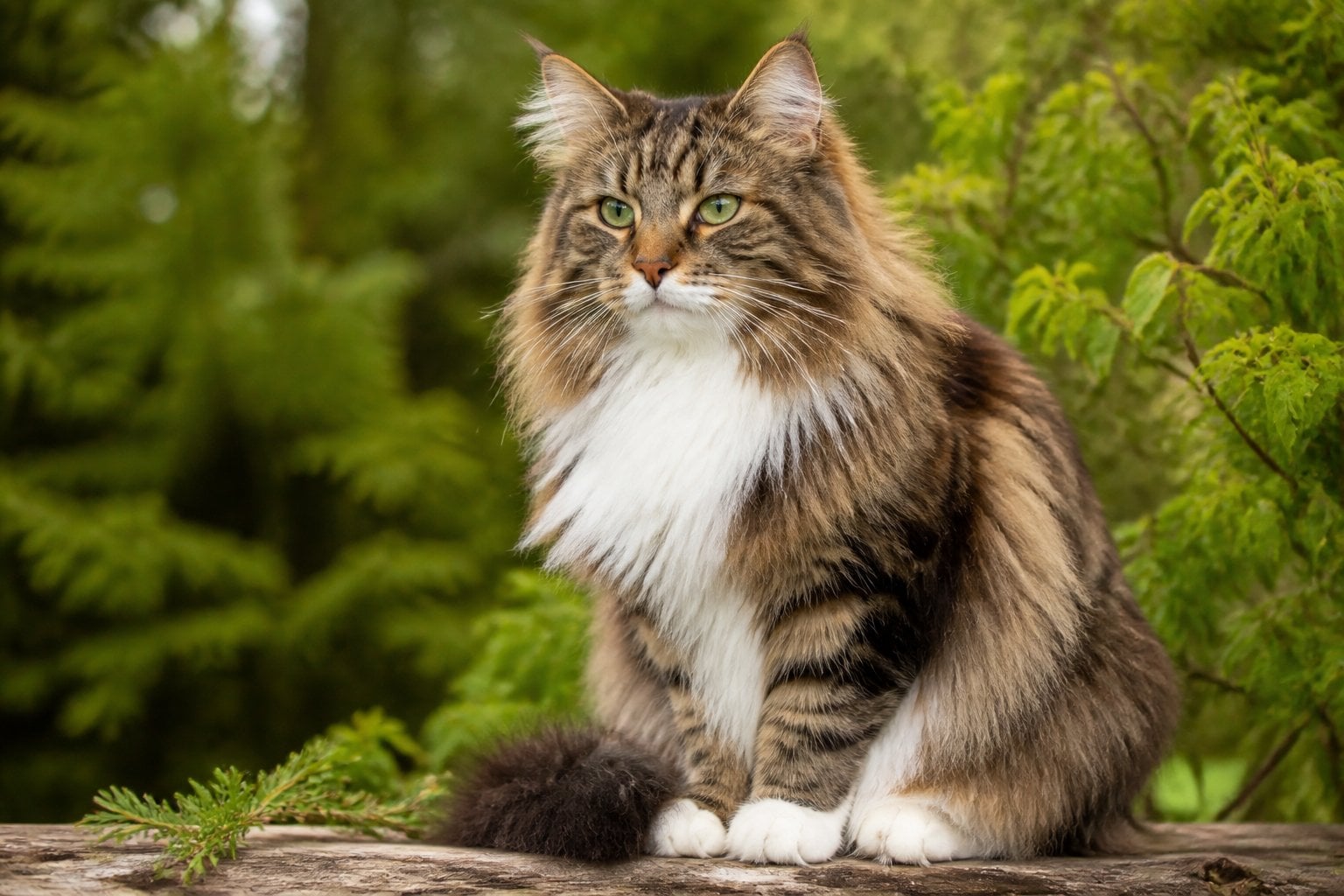 A Norwegian Forest Cat with thick fur sitting on a wooden surface surrounded by green plants.