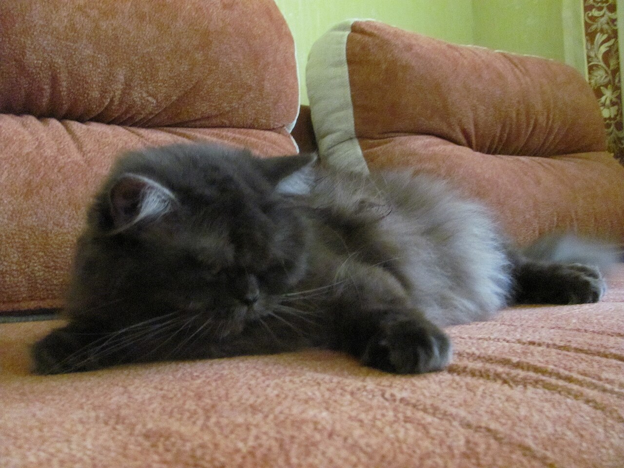 A British Longhair cat lounging on a cushion.