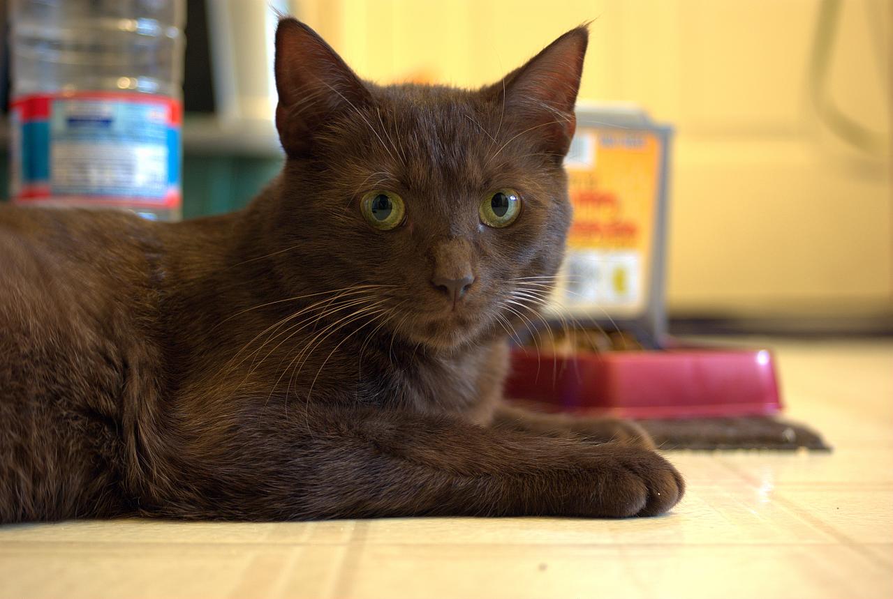 A Havana Brown cat with a glossy chocolate coat.