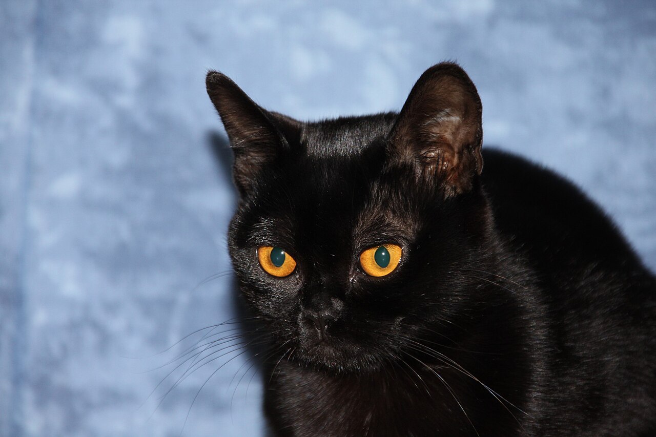 A black Bombay cat with copper eyes.