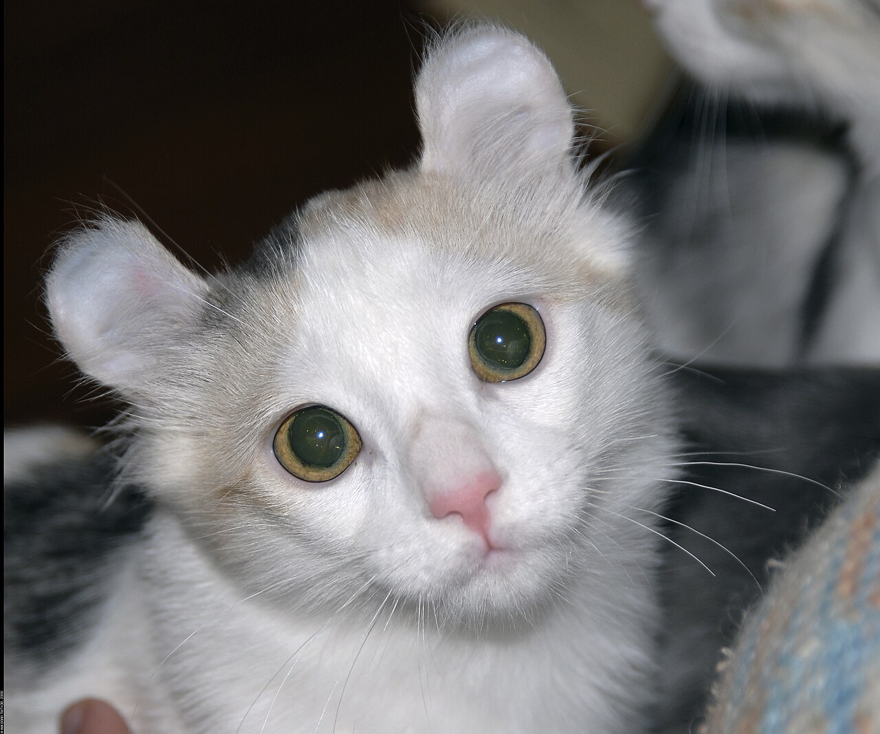 An American Curl cat with its backward-curled ears.