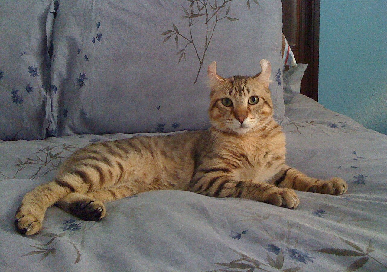 A Highlander cat with a tabby coat.