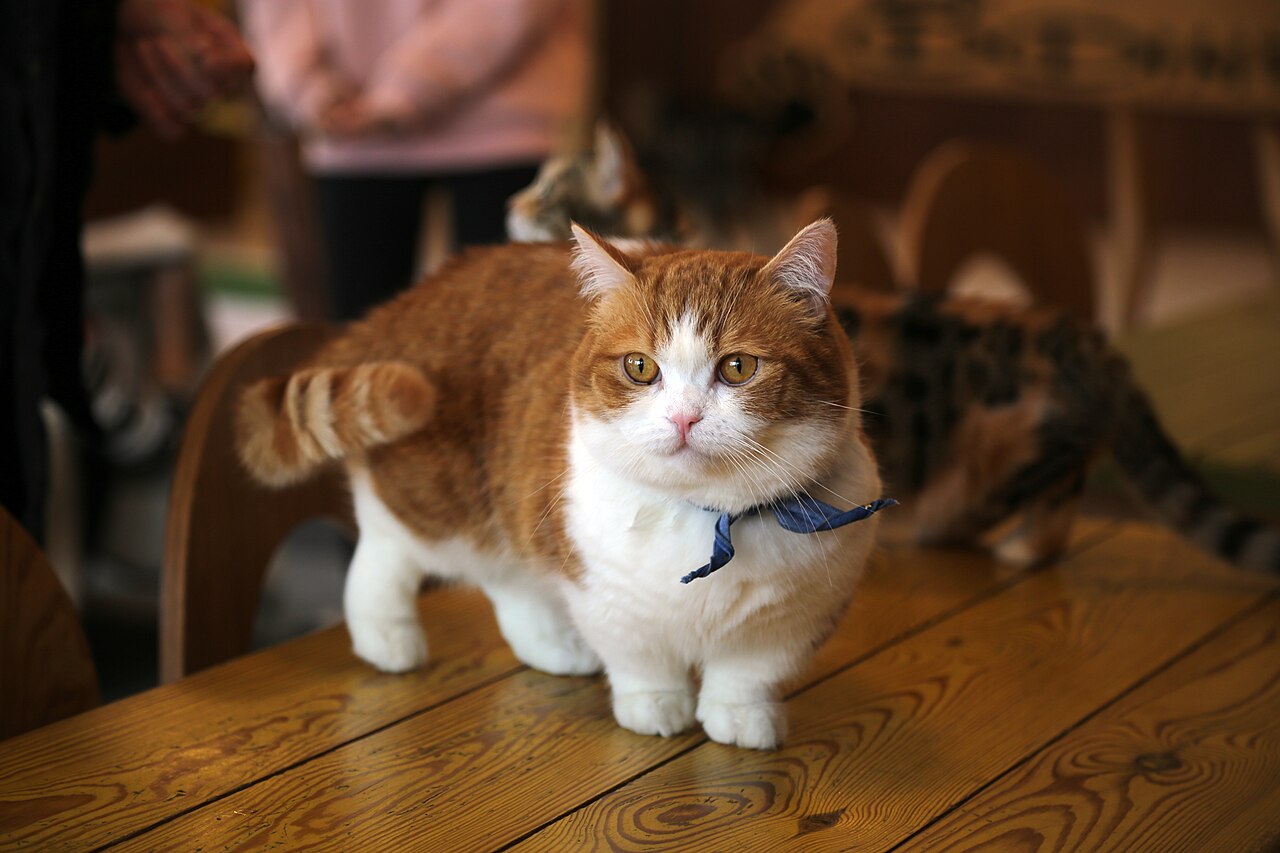 A Munchkin cat with short legs standing on a floor.