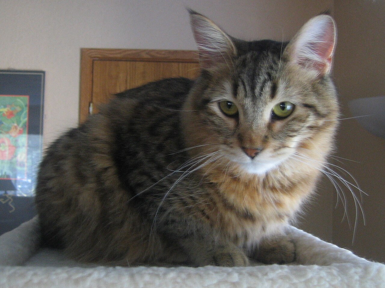 A Pixie-Bob cat resting indoors.