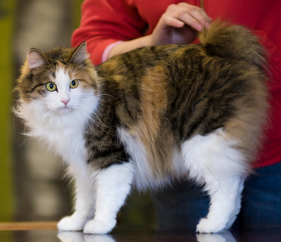 A Kurilian Bobtail cat.