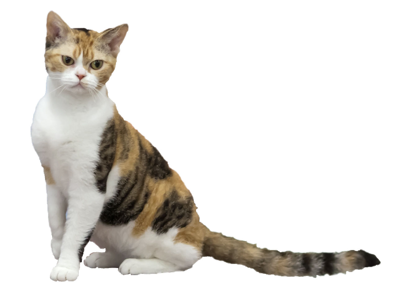 An American Wirehair cat standing on a white background.